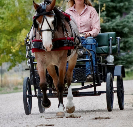 HorseID: 2302447 June Bug - PhotoID: 1084687