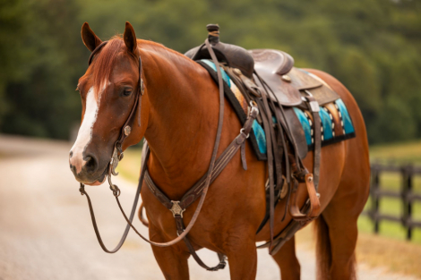 HorseID: 2302450 FAMOUS FRIENDS - PhotoID: 1084690