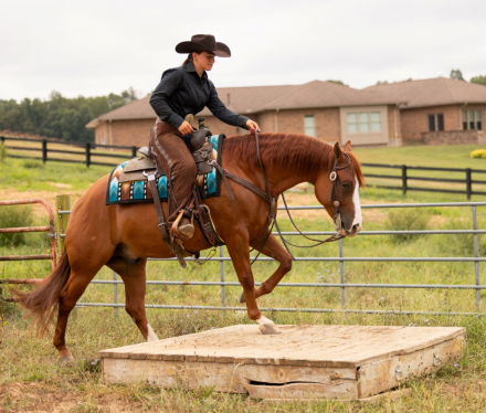 HorseID: 2302450 FAMOUS FRIENDS - PhotoID: 1084693