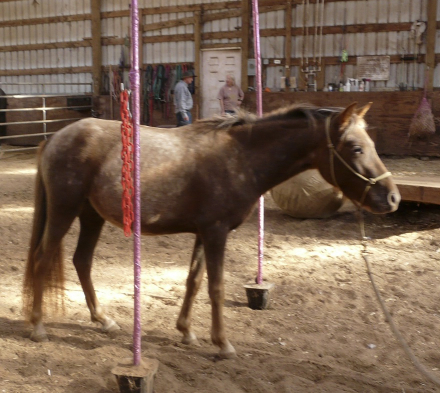 HorseID: 2302458 Sundance LB Pockets Of Dreams - PhotoID: 1084695