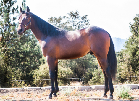 HorseID: 2302463 Nevada Sparks A Dual - PhotoID: 1084703