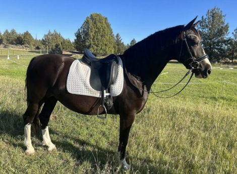 HorseID: 2302464 Remington (Remi) - PhotoID: 1084744