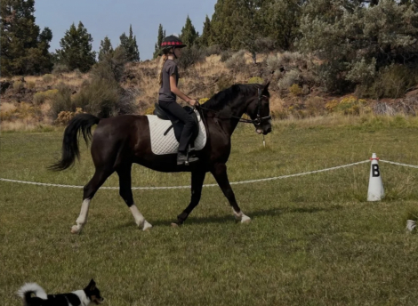 HorseID: 2302464 Remington (Remi) - PhotoID: 1084745