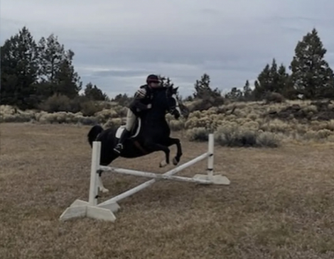 HorseID: 2302464 Remington (Remi) - PhotoID: 1084746