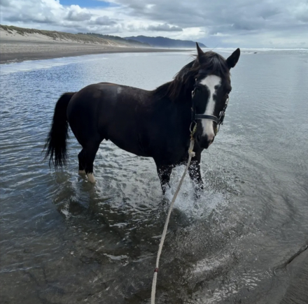 HorseID: 2302464 Remington (Remi) - PhotoID: 1084747