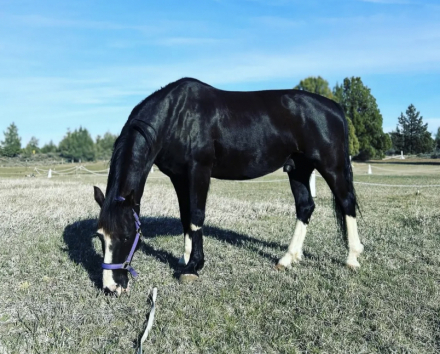 HorseID: 2302464 Remington (Remi) - PhotoID: 1084748