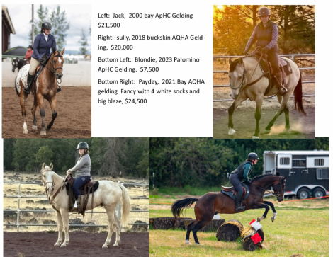 HorseID: 2302465 High Quality show horses - PhotoID: 1084702