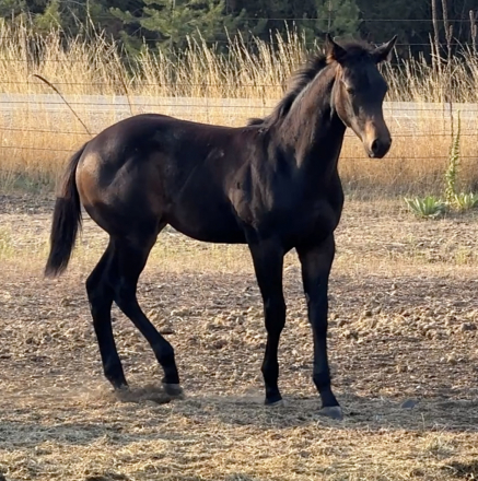 HorseID: 2302471 HEZA NORTHERN THANG - PhotoID: 1084707