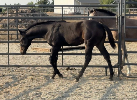 HorseID: 2302471 HEZA NORTHERN THANG - PhotoID: 1084708