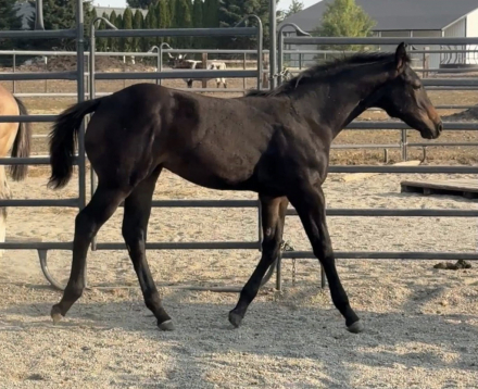 HorseID: 2302471 HEZA NORTHERN THANG - PhotoID: 1084709