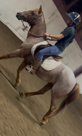 HorseID: 2302474 Skittles - sweet kids pony - PhotoID: 1084719