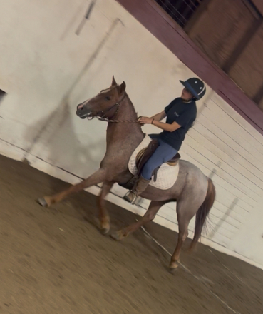 HorseID: 2302474 Skittles - sweet kids pony - PhotoID: 1084720