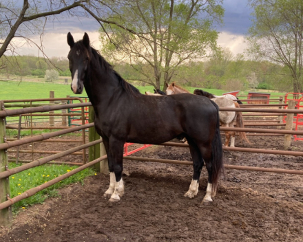 HorseID: 2302476 Sir Dutch - PhotoID: 1084696