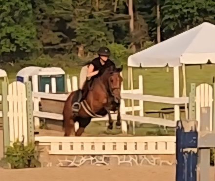 HorseID: 2302477 Vosne - PhotoID: 1084725