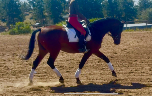 HorseID: 2302478 American Flag - PhotoID: 1084721