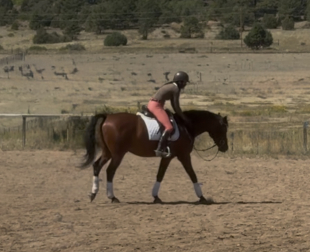 HorseID: 2302478 American Flag - PhotoID: 1084723