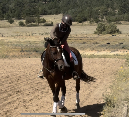 HorseID: 2302478 American Flag - PhotoID: 1084724