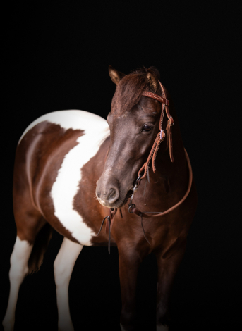 HorseID: 2302480 Bugsy - PhotoID: 1084727
