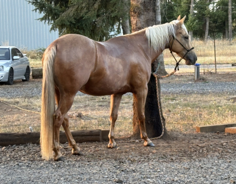 HorseID: 2302483 Freckled Louie Lena….SOLD - PhotoID: 1084729