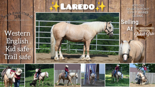 HorseID: 2302490 Laredo - PhotoID: 1084734
