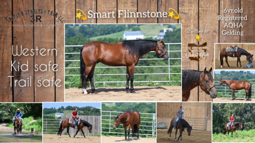 HorseID: 2302491 ⭐Smart Flinnstone⭐ - PhotoID: 1084735