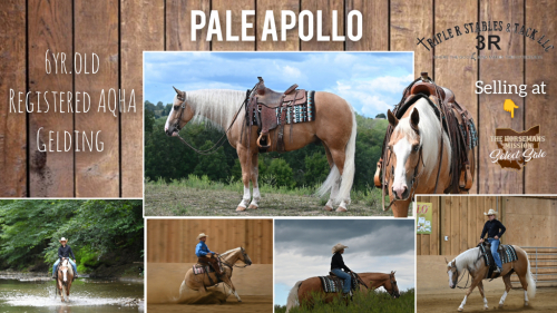 HorseID: 2302492 🌼Pale Apollo🌼 - PhotoID: 1084736