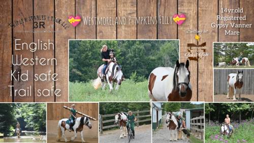 HorseID: 2302494 🎀Westmoreland Pumpkins Filly🎀 - PhotoID: 1084737