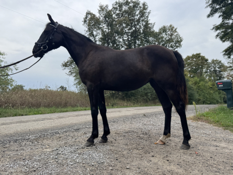 HorseID: 2302495 Midnight Sonata CC - PhotoID: 1084738