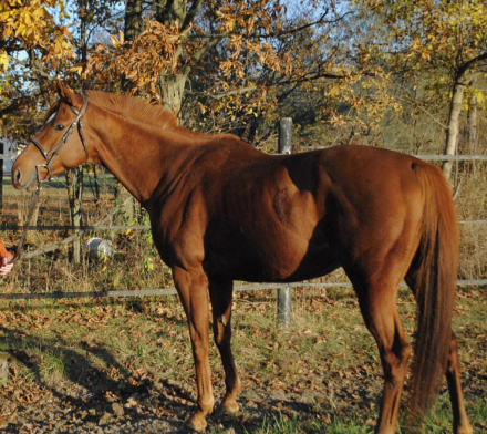 HorseID: 2302496 Luxury At Last - PhotoID: 1084739