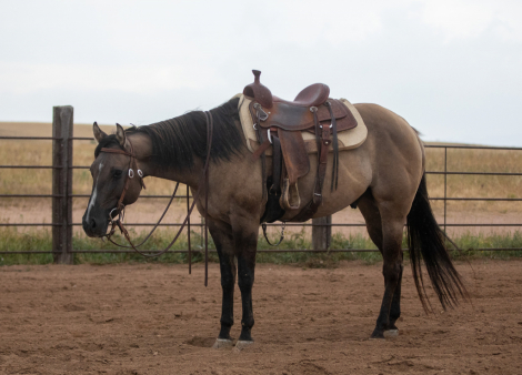 HorseID: 2302498 Good As Chocolate - PhotoID: 1084740