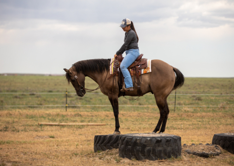 HorseID: 2302498 Good As Chocolate - PhotoID: 1084742