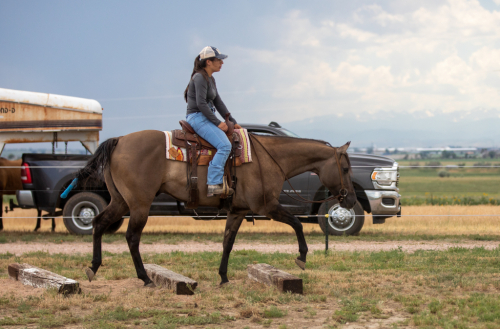 HorseID: 2302498 Good As Chocolate - PhotoID: 1084743