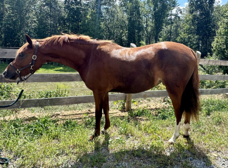 HorseID: 2302499 Fox Hill’s Pixie Dust - PhotoID: 1084788