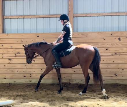 HorseID: 2302500 SB Fortunato - PhotoID: 1084787