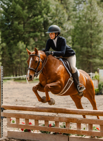 HorseID: 2302512 Dance The Night Away - PhotoID: 1084753