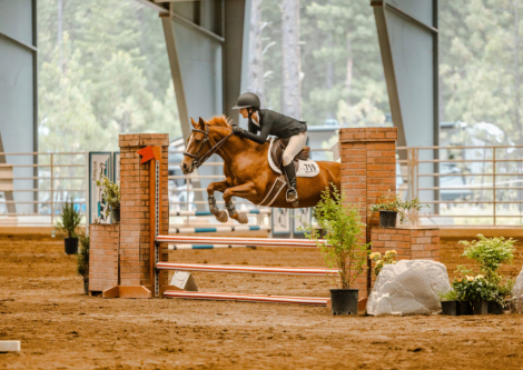 HorseID: 2302512 Dance The Night Away - PhotoID: 1084754