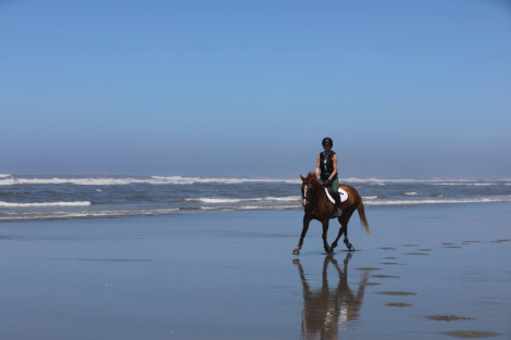 HorseID: 2302512 Dance The Night Away - PhotoID: 1084755