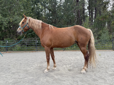 HorseID: 2302523 Ember - PhotoID: 1084763