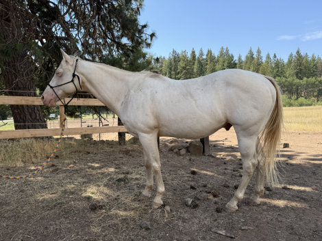 HorseID: 2302524 Chance - PhotoID: 1084764