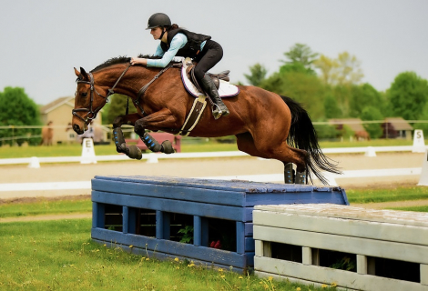 HorseID: 2302525 Gandhi's Teardrop - PhotoID: 1084794