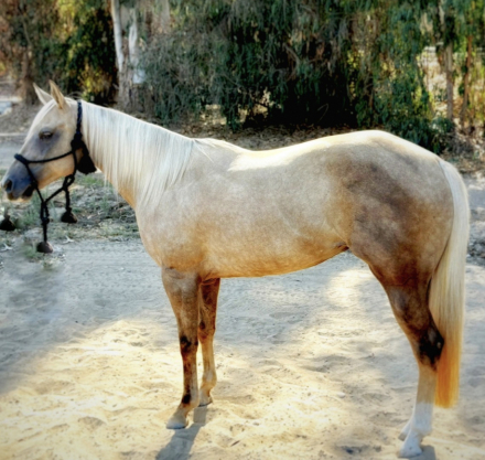HorseID: 2302528 Porsha - PhotoID: 1084766