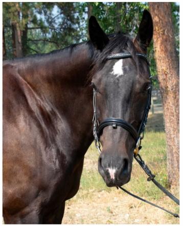 HorseID: 2302532 Comtempo RC - PhotoID: 1084769