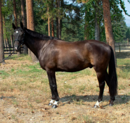 HorseID: 2302532 Comtempo RC - PhotoID: 1084770