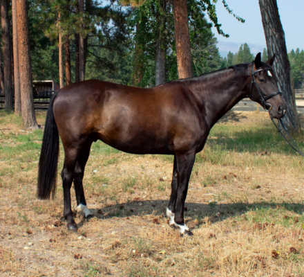 HorseID: 2302532 Comtempo RC - PhotoID: 1084771