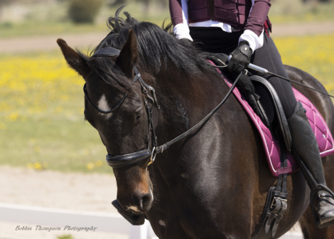 HorseID: 2302532 Comtempo RC - PhotoID: 1084772