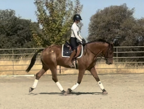 HorseID: 2302536 Theodor - PhotoID: 1084775