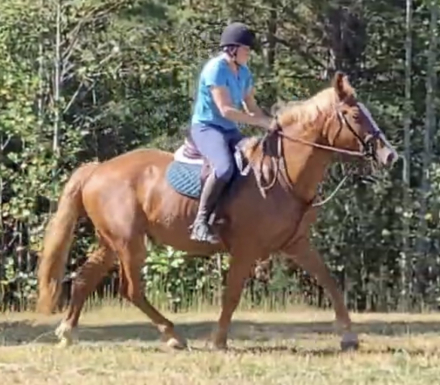 HorseID: 2302543 Archie - PhotoID: 1084781