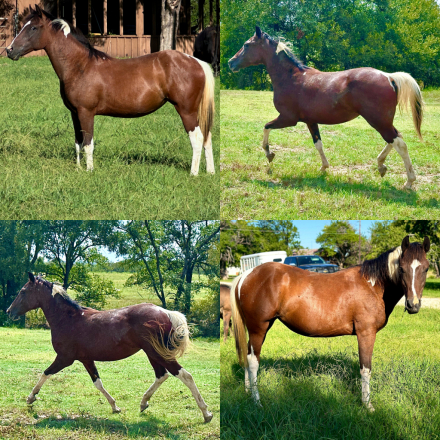 HorseID: 2302544 Flicka - PhotoID: 1084782