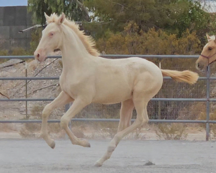 HorseID: 2302548 Gold Mine - PhotoID: 1084784