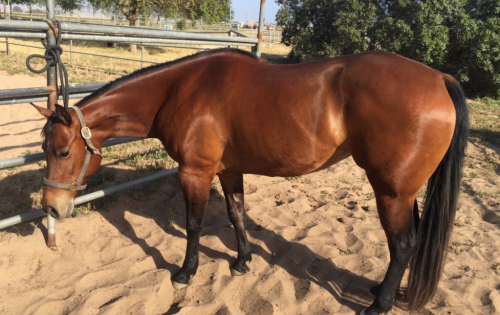 HorseID: 2302554 Missy - PhotoID: 1084790